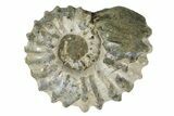 Bumpy Ammonite (Douvilleiceras) Fossil - Madagascar #247952-1